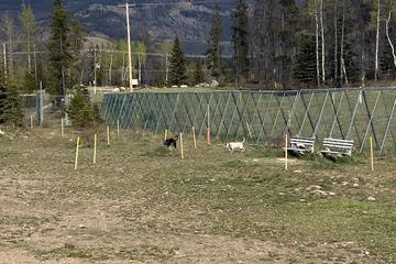 Alberta Park Off Leash Area photo 2